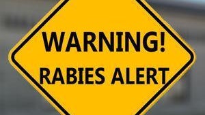 Officials urging caution after person comes into contact with rabid dog in Hall County — Marietta Health news
