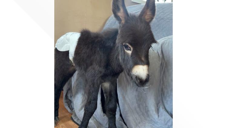 New court documents allege officer who fatally shot HeeHaw the donkey didn't have bodycamera on — 11Alive WXIA (Atlanta)